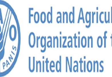 Post-Harvest Management Specialist at Food and Agriculture Organization | Deadline 29 December 2025